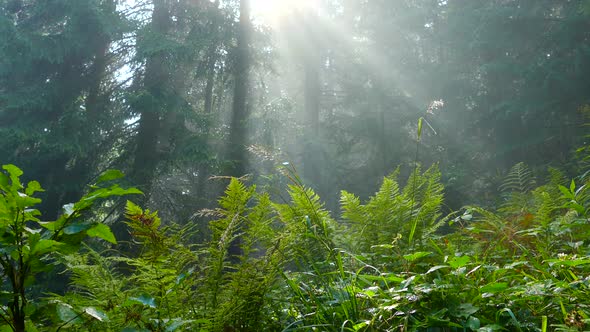 The Sun's Rays Shine Through the Fog in a Mountain Forest