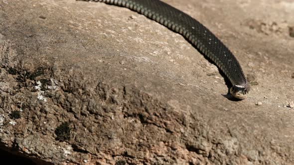 The Grass Snake Hunts By Crawling on Rocks