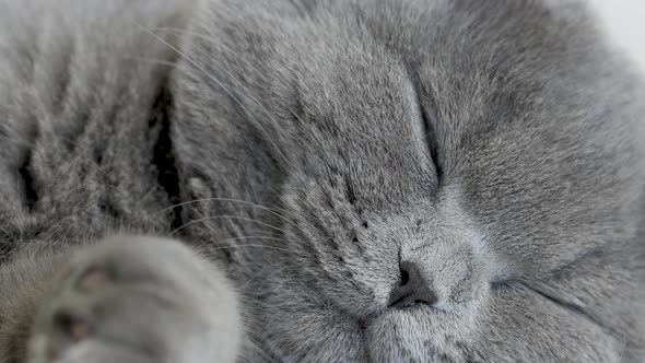 gray cat with beautiful eyes on a white background