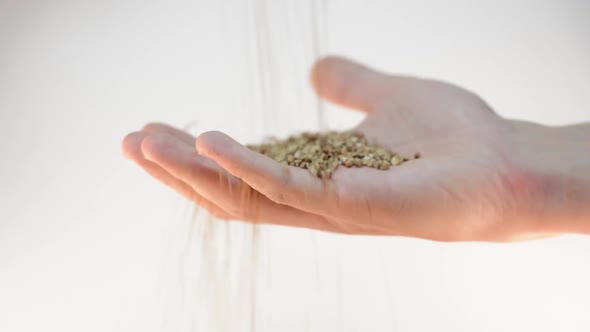 Buckwheat Spilling alt