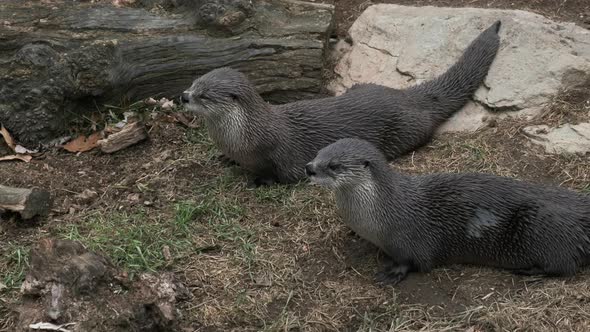 Two river otters standing beside each other, watching closely and then running off. alt
