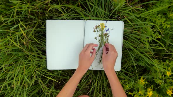 Female hands putting a wild chamomile alongside other dried wild flowers into a notebook
