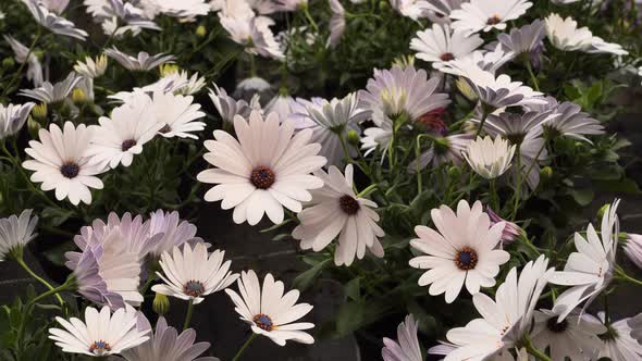 White African daisies or daisybushes alt