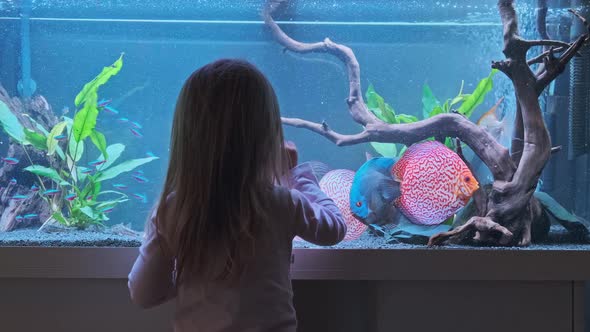 Baby Girl Watching Fish Swiming in Big Fishtank Aquarium
