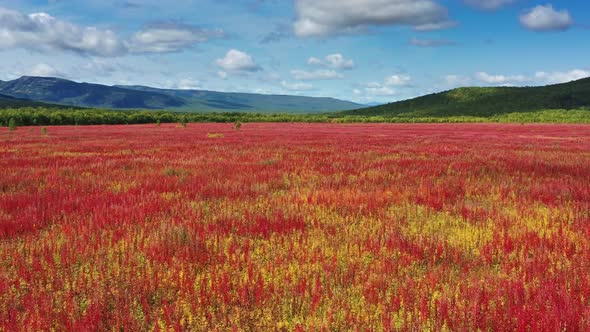 Blooming Flowers Willowherb Field alt