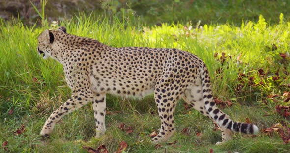 Alert Cheetah Walking on Grassy Field and Laying Down to Rest