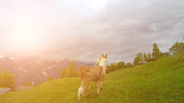 Woman Running with Alpaca on Comino Mount alt