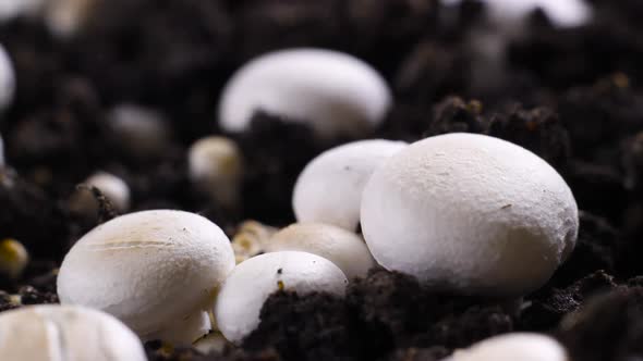 Mushrooms Growing Timelapse, Fresh Champignon Mushroom Sprout From the Ground alt
