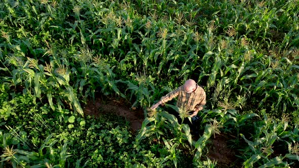 Aerial turning shot of farmer inspecting corn crops at sunset using a tablet computer. alt