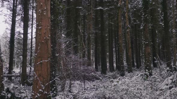 Trees in forest covered in heavy snow on a bright day 6 alt