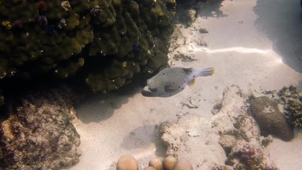 Underwater Video of Blackspotted Puffer Hiding Among Coral Reefs in Andaman Sea alt