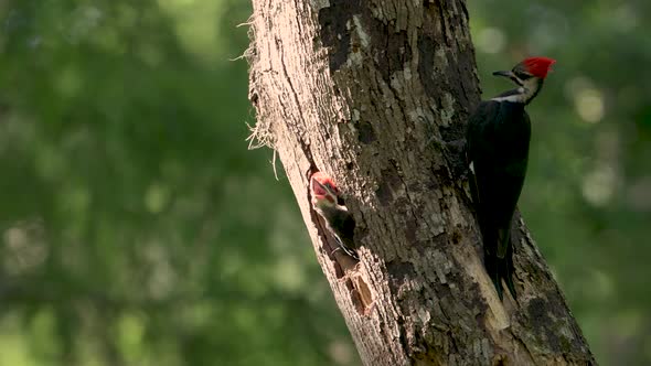 A Pileated Wood Pecker Nest Video Clip