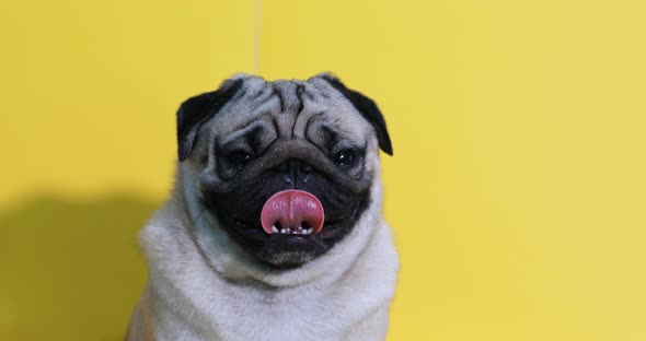 adorable dog pug breed making angry face and serious face on yellow background alt