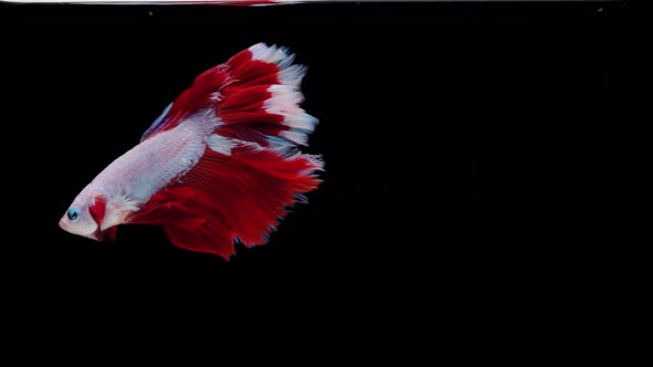 Siamese fighting fish (Betta splendens) alt