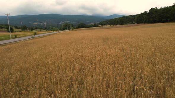 Aerial Field of Wheat alt