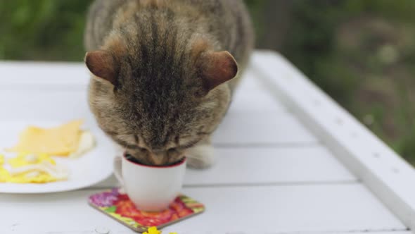 Cat Drinks Milk From a Mug