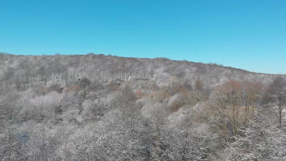 Beautiful Winter Forest