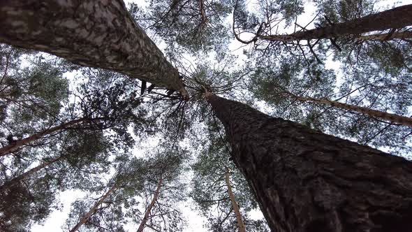 Winter Forest