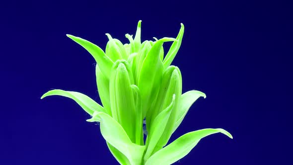 Macro time lapse growing green plant, isolated on blue screen close-up. Flowering time lapse.