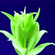 Macro time lapse growing green plant, isolated on blue screen close-up. Flowering time lapse. - VideoHive Item for Sale