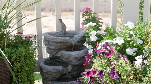 Female house finch visits a backyard water fountain for a drink - panning shot alt
