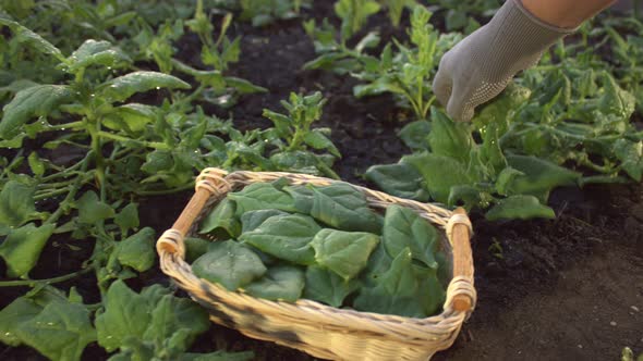 Harvesting Spinach. Slow Motion 2x.