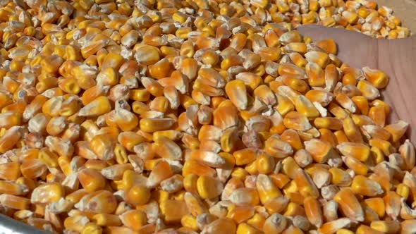 Hand Flipping Corn Seeds