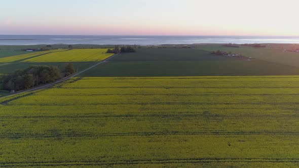 Aerial View Flying Up Over Rapeseed Fields