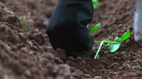 Planting Seedling - 4K