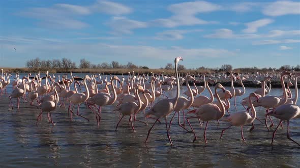 Greater Flamingos, Phoenicopterus roseus,Pont De Gau,Camargue, France alt