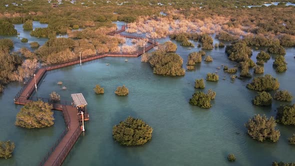 Unique Ecosystem in Abu Dhabi Mangroves Along the Coastline alt