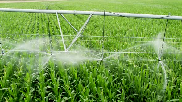 Irrigation System in a Corn Field alt