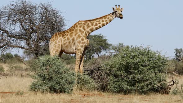 Giraffe Feeding On A Tree  alt