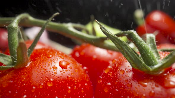 Branch of Red Ripe Tomatoes Under the Pouring Rain on a Black Background alt