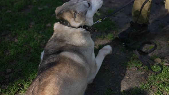Alabai Standing Up in Slow Motion Leaving with Man Holding Dog Collar alt