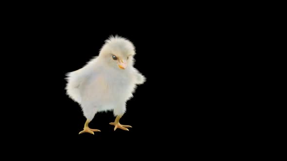 Baby Chicks Dancing HD alt