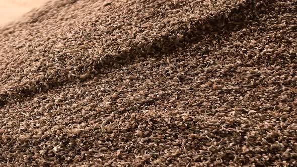 Grain Factory, Dumping Wheat Grain. alt