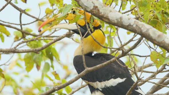 Male of Great Pied Hornbill Bird sits in a Fig Tree taking out a fig in its beak and eating it , it alt