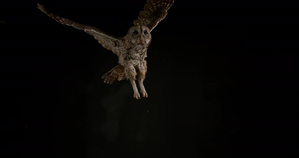 900179 Eurasian Tawny Owl, strix aluco, Adult in Flight, Normandy, Slow motion 4K alt