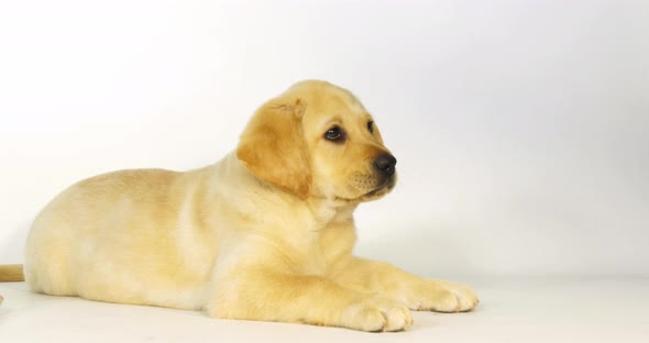 Yellow Labrador Retriever, Puppy Licking its nose on White Background, Normandy, Slow Motion 4K alt