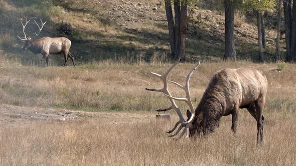Two Bull Elk in grassy field in Wyoming alt