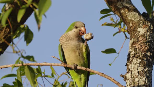 A monk parakeet spotted holding a piece of bread in its clawed paw and eating with pleasures, myiops alt