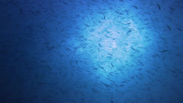 an ocean filled with small fish. filmed from below fish fish silhouettes and the sun in the backgrou alt