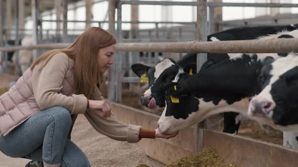 Woman Petting Cow at Farm alt