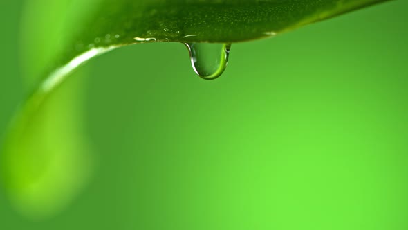 Super Slow Motion Macro Shot of Water Droplet Falling From Fresh Green Leaf at 1000Fps alt