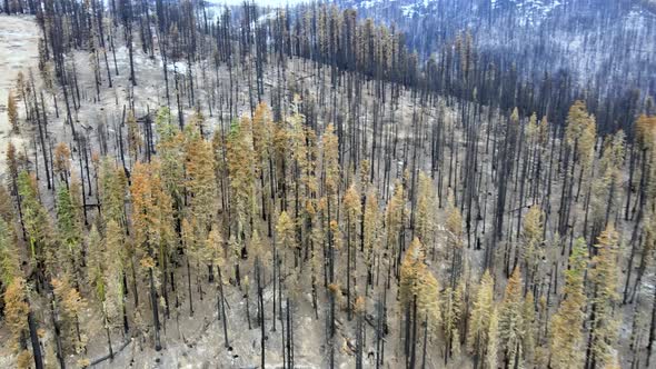 Trees after a wildfire in a mountain forest, Autumn in California. Sierra at Tahoe ski resort. alt