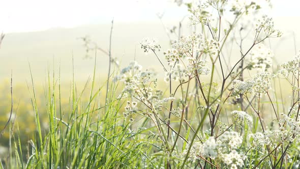 Summer Meadow