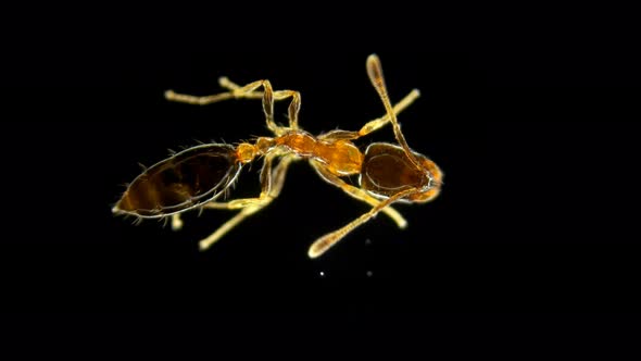 Ant Species Monomorium Floricola alt