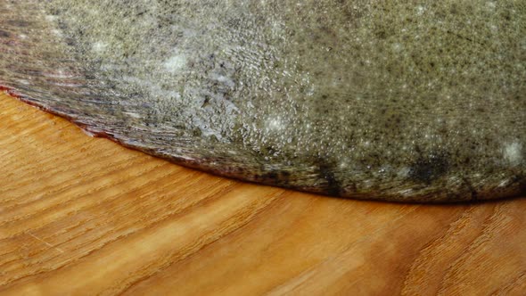 Fish of Flatfish alt