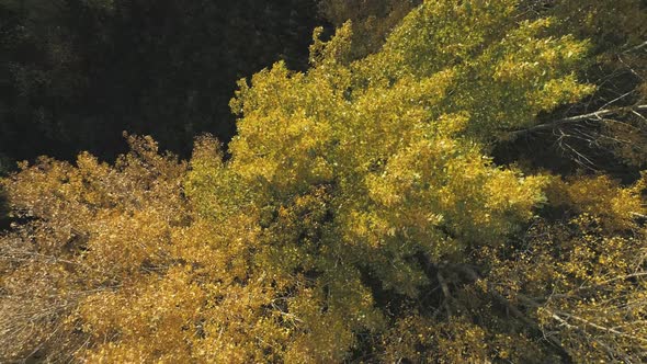 Top Down Rotate View Autumn Forest Trees alt
